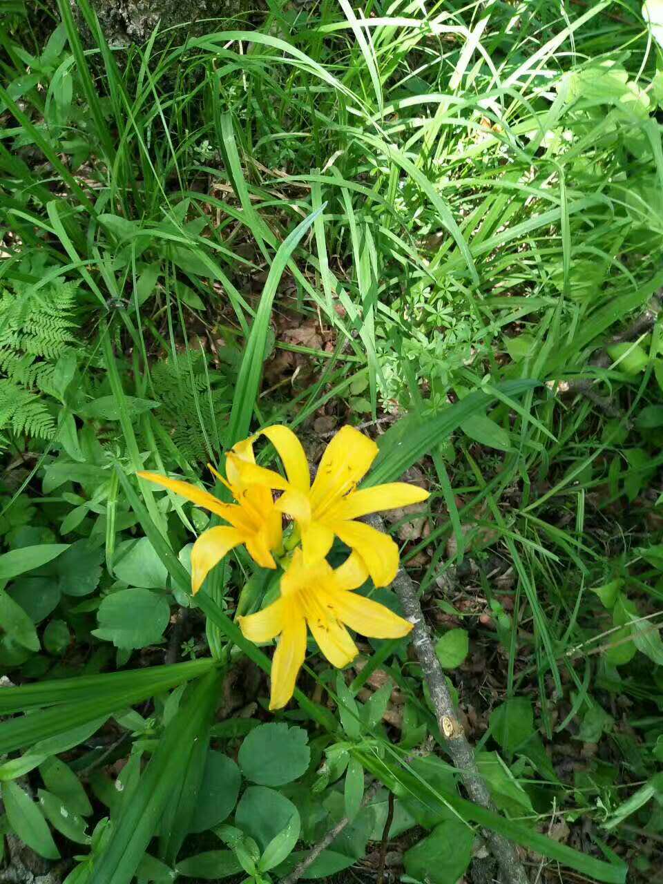 林业职工解雇了怎么办,林业六大工种取消了吗