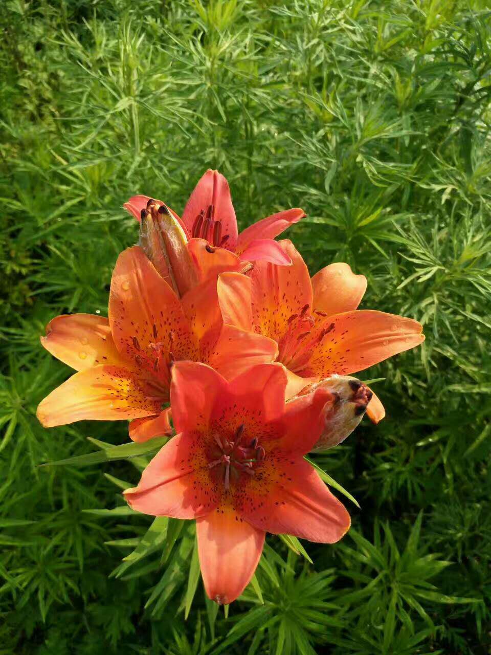 林业职工解雇了怎么办,林业六大工种取消了吗