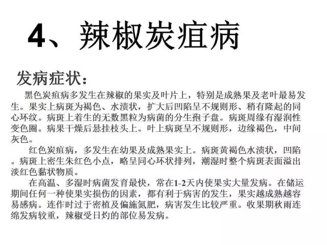 辣椒卷叶病虫害图谱及防治方案,辣椒病虫害大全