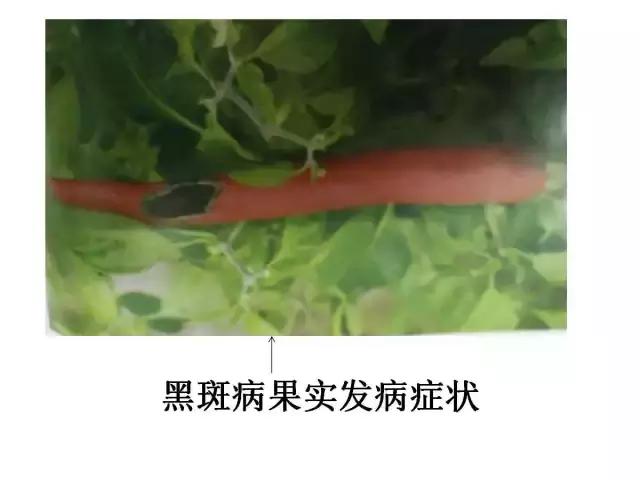 辣椒卷叶病虫害图谱及防治方案,辣椒病虫害大全