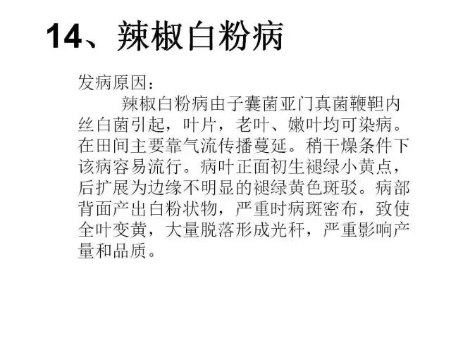 辣椒卷叶病虫害图谱及防治方案,辣椒病虫害大全
