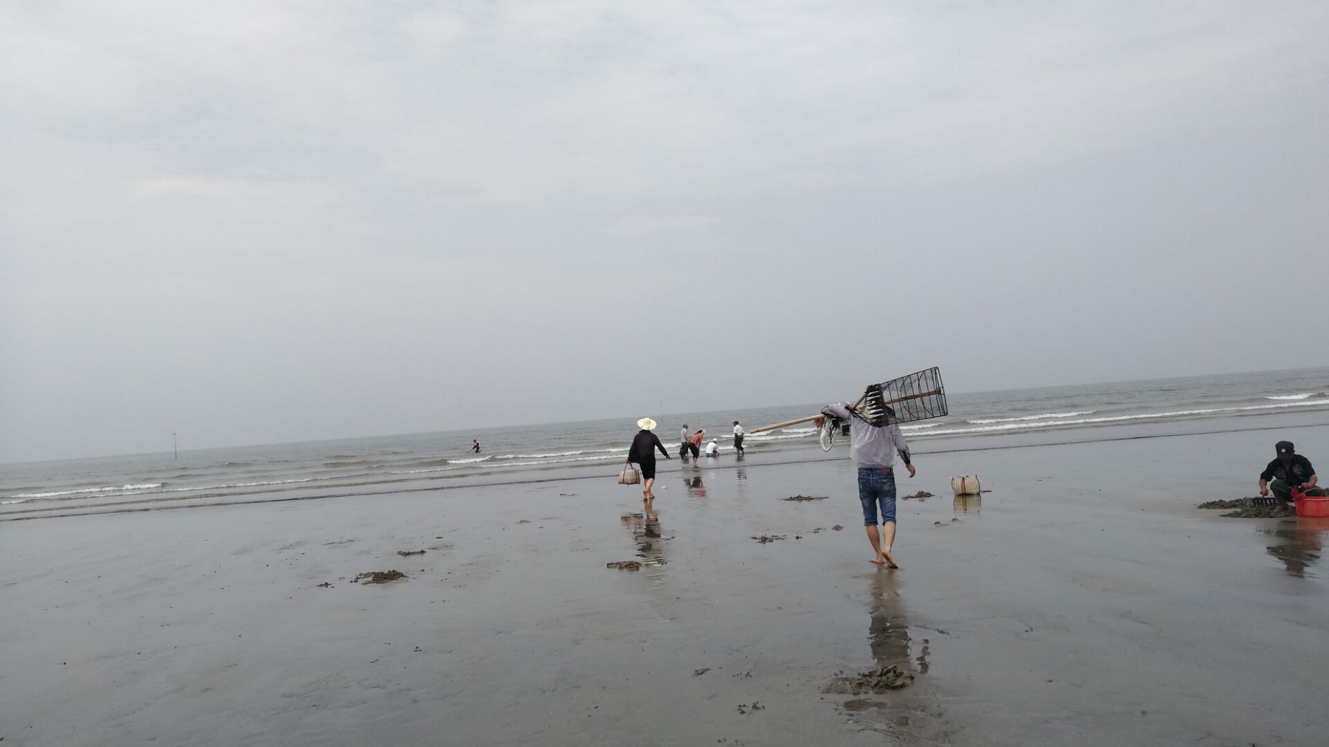 黄蛤怎么捕食,挖青蛤的正确方法视频