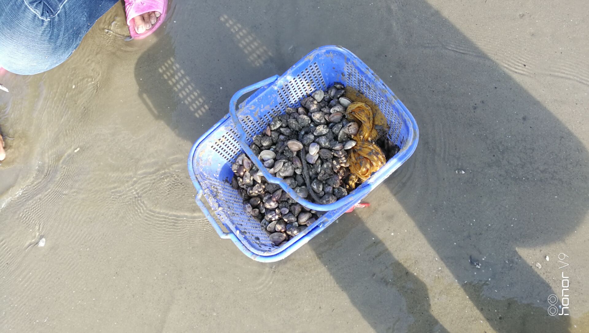 黄蛤怎么捕食,挖青蛤的正确方法视频