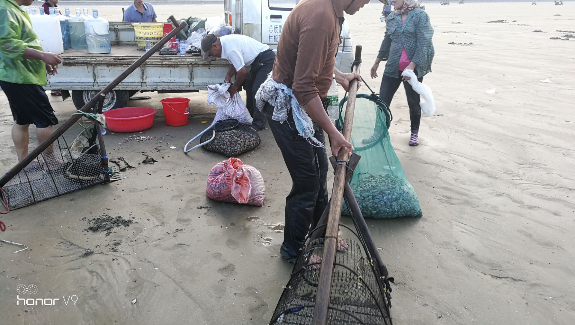黄蛤怎么捕食,挖青蛤的正确方法视频