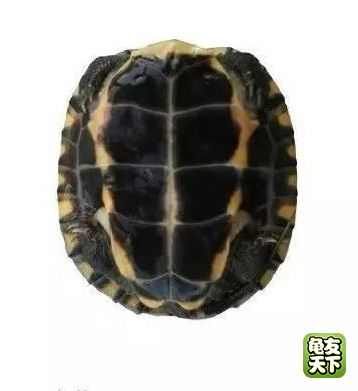 南种石金钱龟苗图,石金钱龟3-4厘米的龟苗怎么养