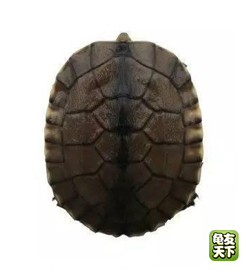 南种石金钱龟苗图,石金钱龟3-4厘米的龟苗怎么养