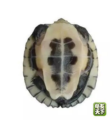 南种石金钱龟苗图,石金钱龟3-4厘米的龟苗怎么养