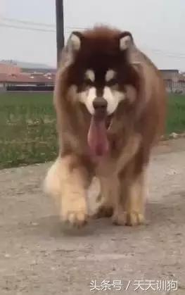 为什么农村不给养土狗,农村养狗跟城里的就是不一样