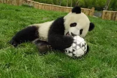 成都2023足球,2023年成都足球