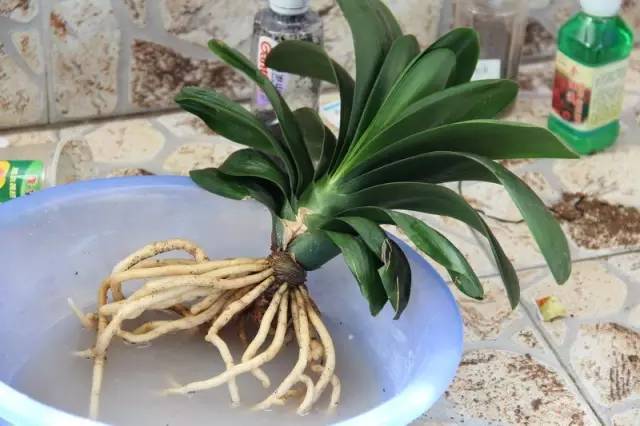 君子兰换盆移栽的正确方法,君子兰移栽方法和注意事项