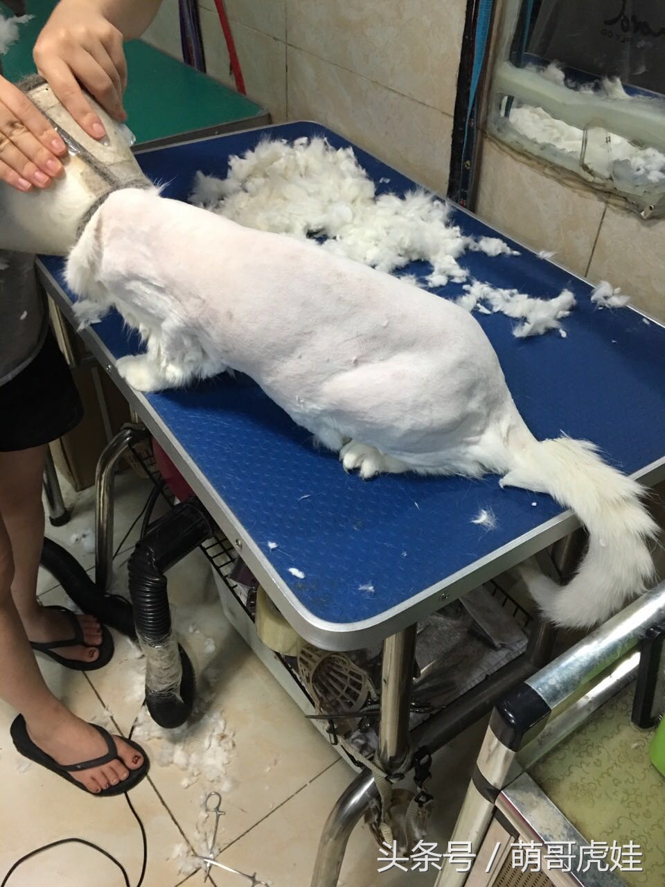 猫咪被剃毛的搞笑样子,被剃毛后的猫咪有多搞笑