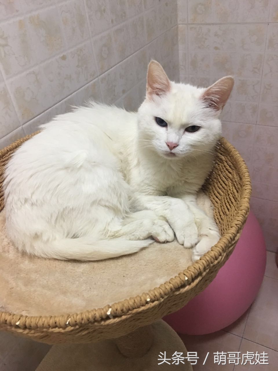 猫咪被剃毛的搞笑样子,被剃毛后的猫咪有多搞笑