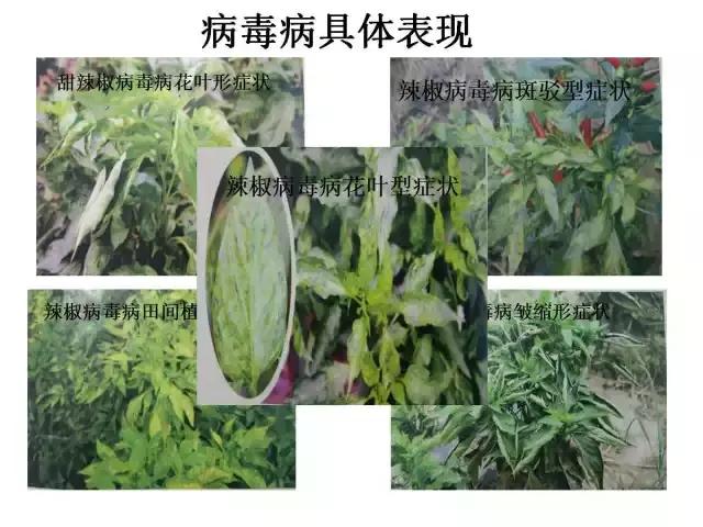 辣椒卷叶病虫害图谱及防治方案,辣椒病虫害大全