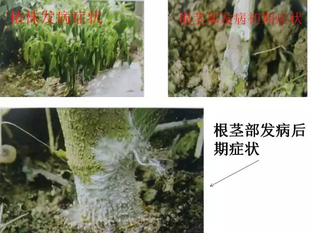 辣椒卷叶病虫害图谱及防治方案,辣椒病虫害大全