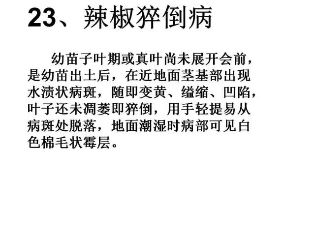 辣椒卷叶病虫害图谱及防治方案,辣椒病虫害大全