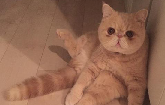 加菲猫怎么教猫咪在厕所大便,加菲猫总是软便怎么办