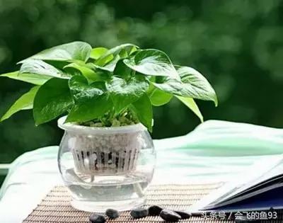 新房除甲醛哪种植物最好最有效,除甲醛最有效的方法要什么植物