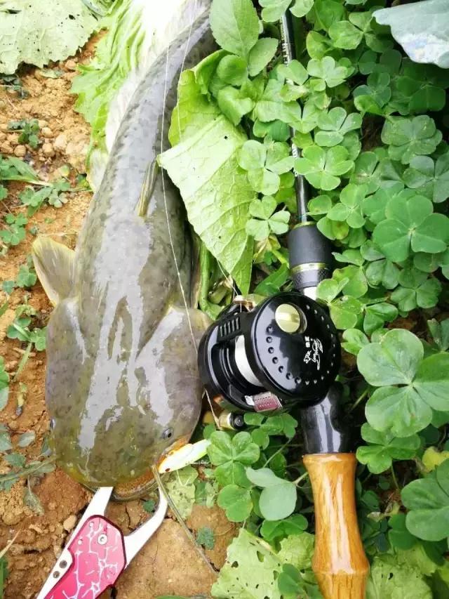 雷霆轮毂x5,鼓轮雷霆