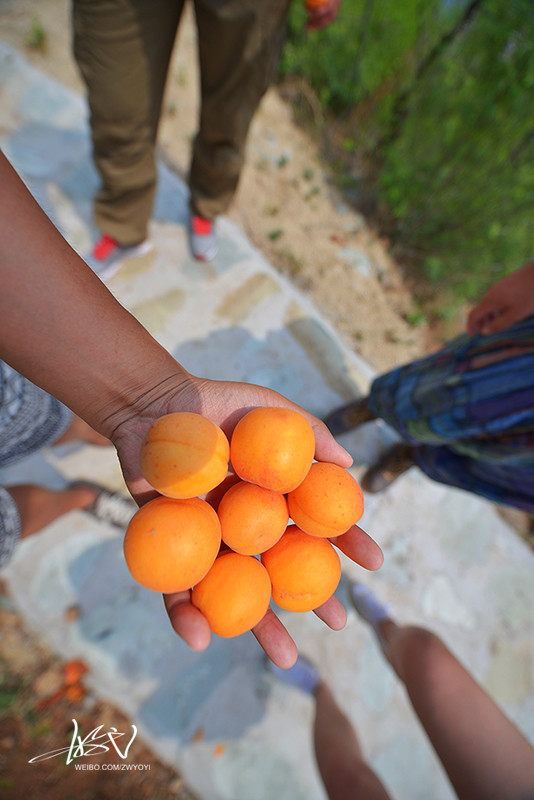 紫塞京津冀13城农家院旅游探店五：金海湖两日悠闲散记山里红农家