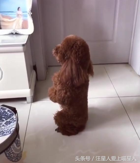 泰迪拆家被主人暴打,泰迪拆家罚站