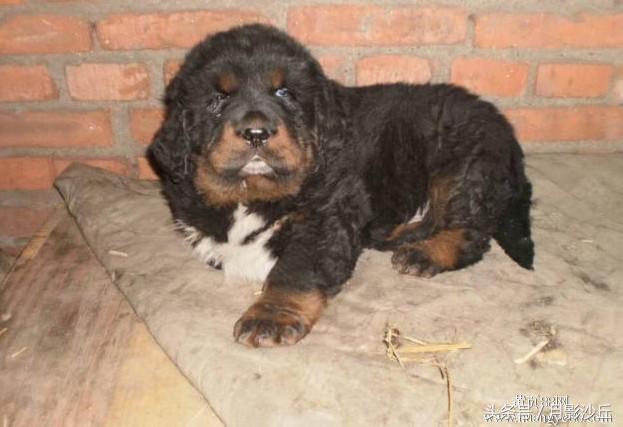 训练藏獒的视频,训练藏獒的方法