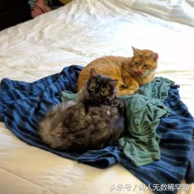 以静制动一招制敌,抓到一只猫如何让它平静下来