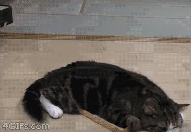 以静制动一招制敌,抓到一只猫如何让它平静下来