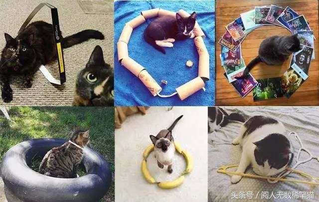 以静制动一招制敌,抓到一只猫如何让它平静下来