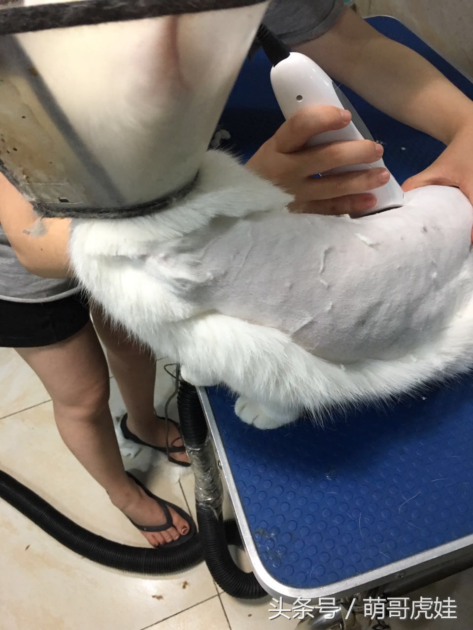 猫咪被剃毛的搞笑样子,被剃毛后的猫咪有多搞笑