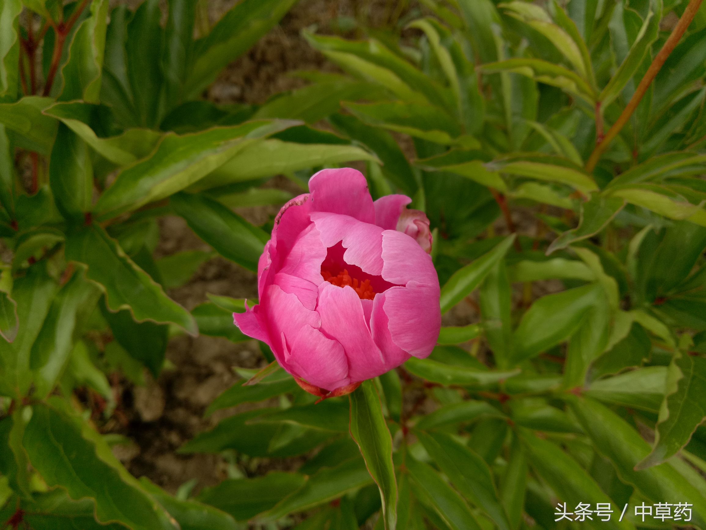 “花中皇后”芍药，不但“貌美”，入药还可养血调经、平肝止痛