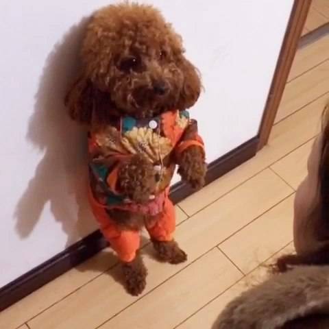 狗行为训错了怎么纠正,狗狗的行为纠正20期