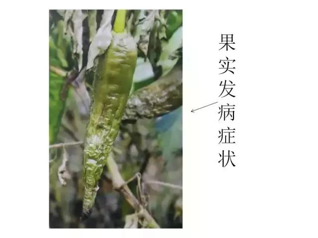 辣椒卷叶病虫害图谱及防治方案,辣椒病虫害大全