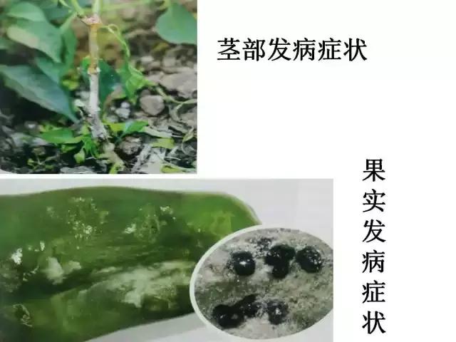 辣椒卷叶病虫害图谱及防治方案,辣椒病虫害大全