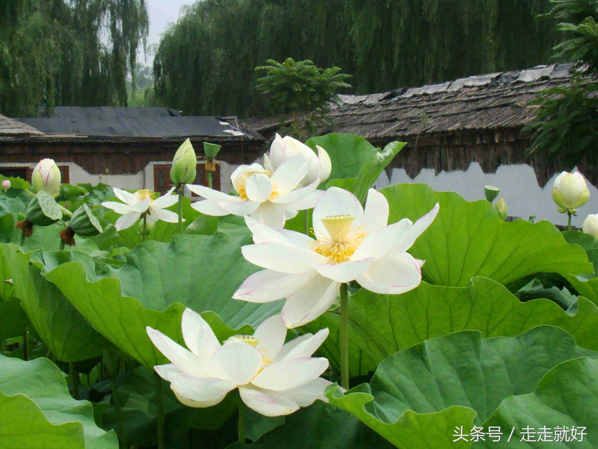 雄安新区白洋淀今日最新消息,雄安白洋淀近况