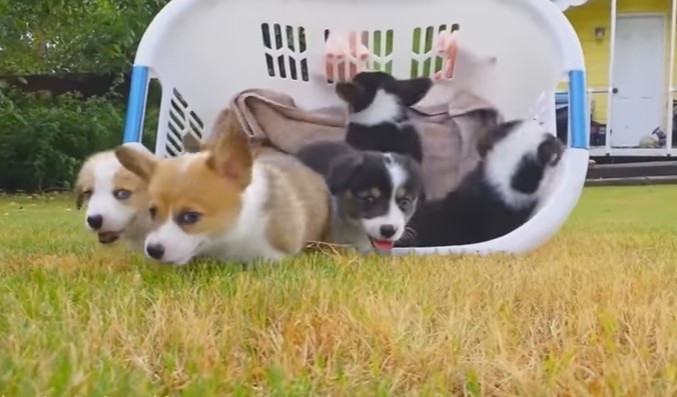 世界上最可爱的狗狗是什么品种,哪个品种的狗狗最可爱温顺