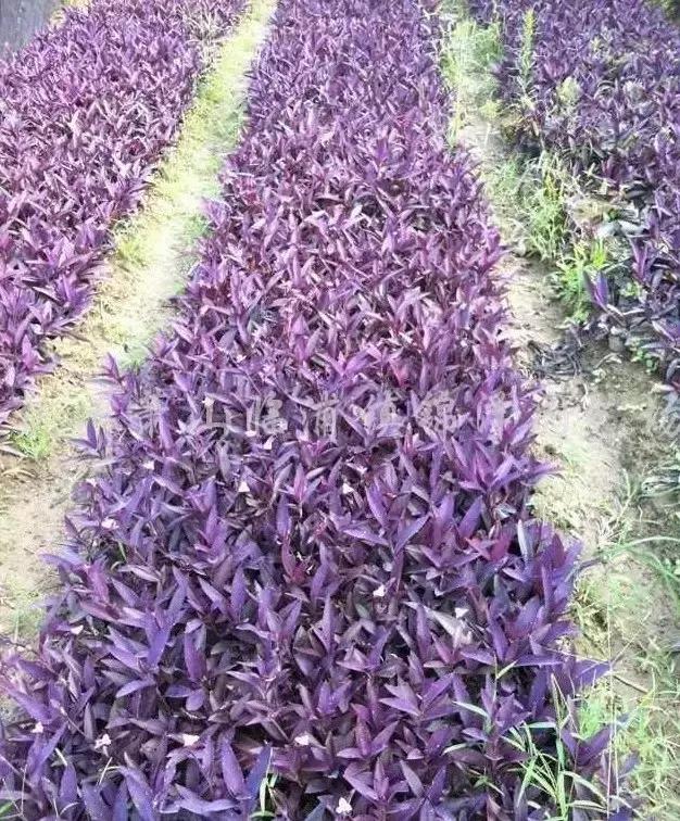 鸭跖草花的图片,紫鸭跖草花图片