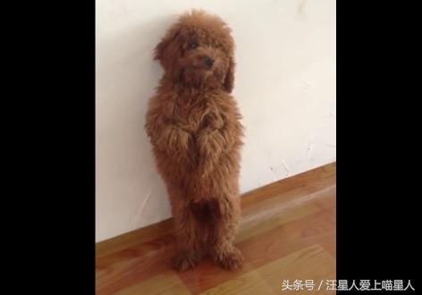 泰迪拆家被主人暴打,泰迪拆家罚站