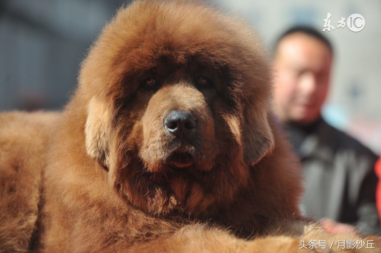 训练藏獒的视频,训练藏獒的方法