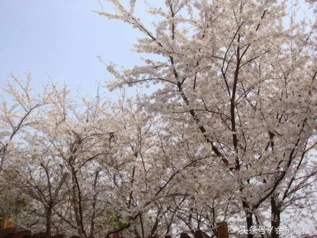 来不及道别就已永别,来不及告别青春已远逝