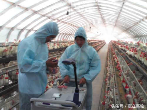 雏鸡白痢怎么治疗最好,治鸡白痢有哪种特效药