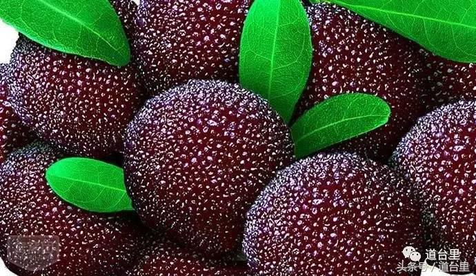 东魁杨梅的生长过程,东魁杨梅详细讲解