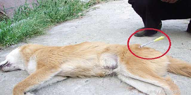 氰化物为什么那么致命,氰化物剧毒