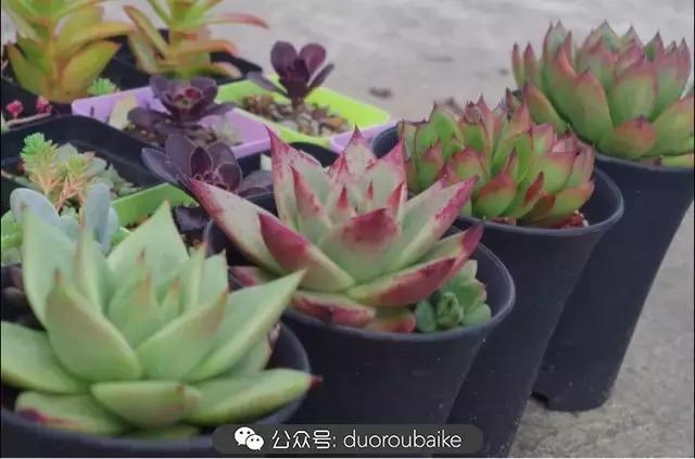 大浙江的多肉也来拉仇恨咯！即使淋雨也不褪色！我有妙招！