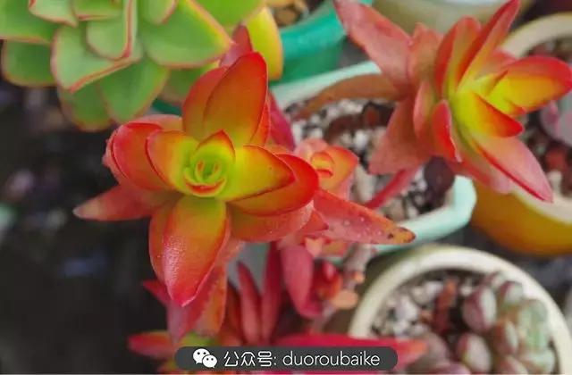 大浙江的多肉也来拉仇恨咯！即使淋雨也不褪色！我有妙招！