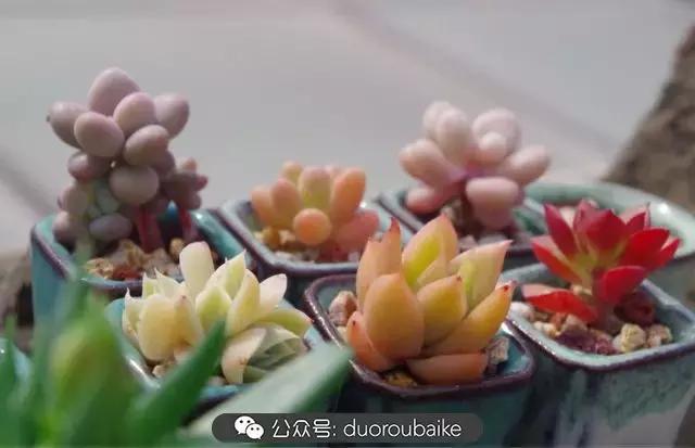 大浙江的多肉也来拉仇恨咯！即使淋雨也不褪色！我有妙招！