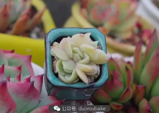 大浙江的多肉也来拉仇恨咯！即使淋雨也不褪色！我有妙招！