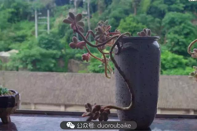 大浙江的多肉也来拉仇恨咯！即使淋雨也不褪色！我有妙招！