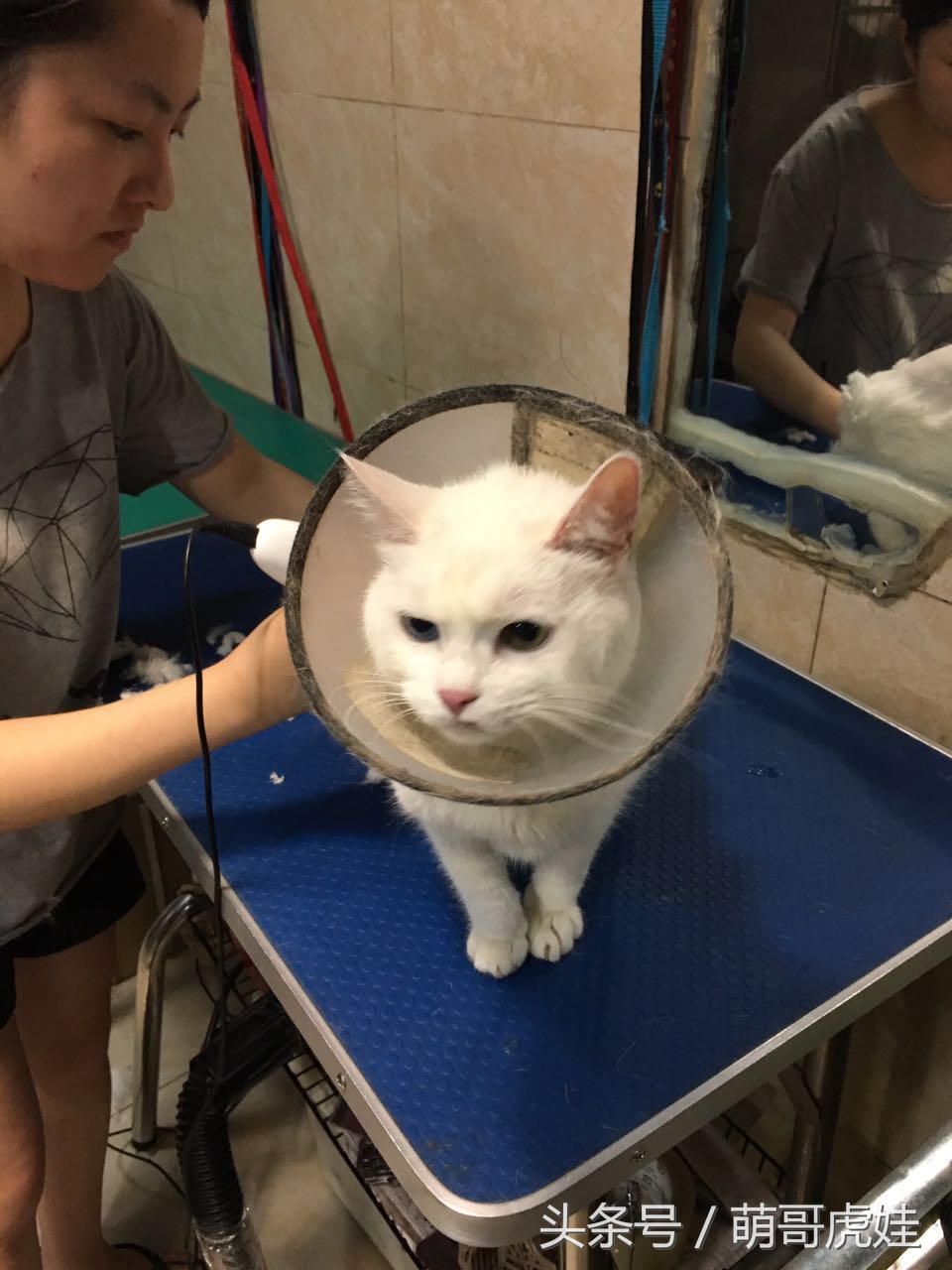 猫咪被剃毛的搞笑样子,被剃毛后的猫咪有多搞笑