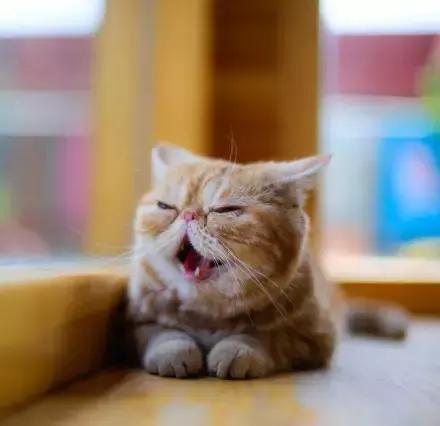 程两两|扁脸超厉害的!