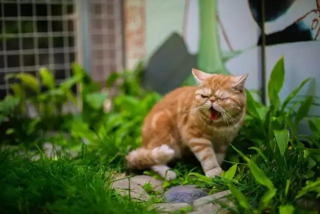 程两两|扁脸超厉害的!